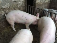 Свинки 7 мес