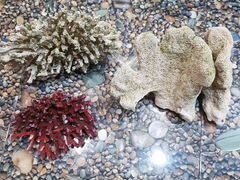 Кораллы для аквариума