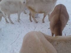 Молочное стадо коз