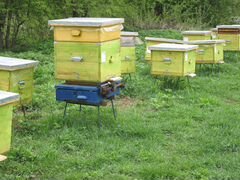 Пчелы, пчелопакеты, матки, ульи