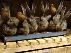 Продаются кролики порода Фландр
