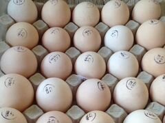 Инкубационное яйцо кобб 500,петухи на племя