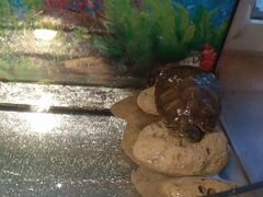 Черепаха красноухая с аквариумом и фильтром