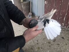 Николаевские торцовые голуби
