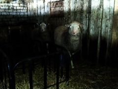 Овцы суккотные две головы. 18 тыс. руб