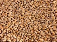 Продается зерно и сено в квадратных тюках