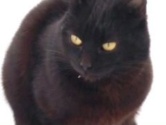 Молоденький котик-чёрная пантера