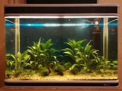 Аквариум с рыбками, растениями и оснасткой