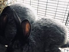 Кролики "Серебро"