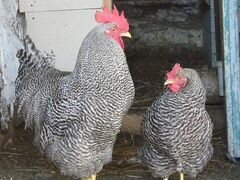 Цыплята породистых кур
