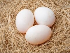 Утка пекинка инкубационное яйцо