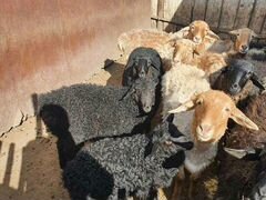 Продам овцематок с ягнятами на племя курдючные