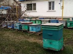 Прадаются пчелосемьи