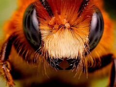 Пчелы