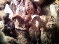 Цыплята домашние возраст 2 недели