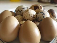 Инкубационное яйцо перепел/фазан