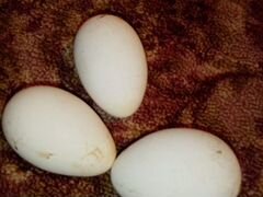 Гусиное яйцо(инкубационное)