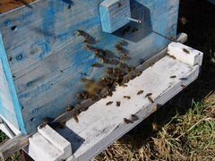 Пчелы средне русской породы