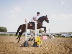 Спортивная лошадь под детей: обмен на пони-класс