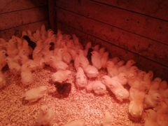 Цыплята адлерские серебристые 16 ти дневные