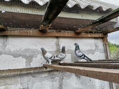 Продам голубей породы турецкая такла