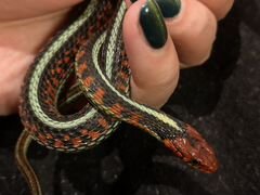 Калифорнийская подвязочная змея