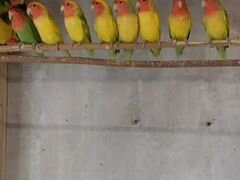 Папугаи неразлучники