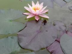 Водяные лилии нимфеи (цвет бело-розовый) 2х летки