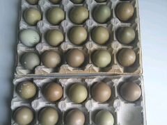 Инкубационное яйцо фазанов