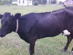 Корова первотёлка