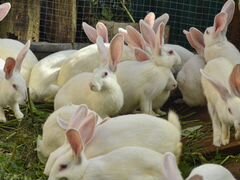 Кролики породы Белый Великан, продам или обменяю