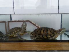 Две аквариумные красноухие черепахи