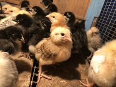 Двухнедельные цыплята от несушек (17.05.20)