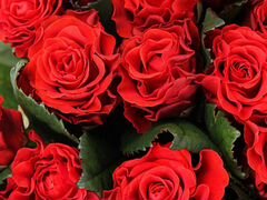 Букет кудрявой красной розы «Эль Торо»