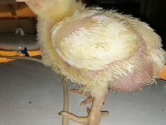 Цыплята бройлера Кобб 500, возраст 14 дней
