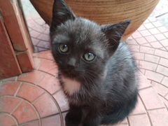 Котенок черный