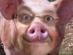 Мясная свинья