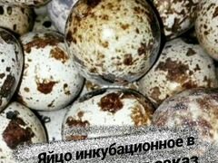 Продажа инкубационного яйца Техасского перепела