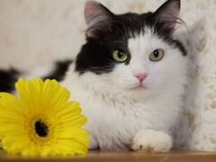 Чёрно-белый котик Жорик ищет дом