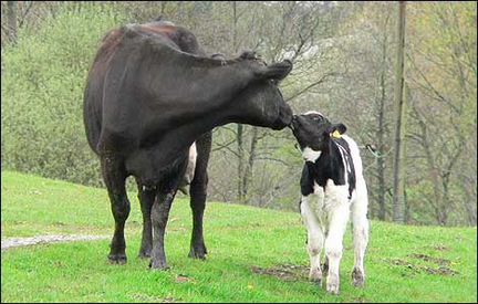 Искуственное осеменение коров
