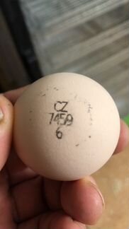 Инкубационное яйцо кобб-500(чехия)