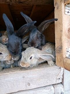 Кролики порода резены