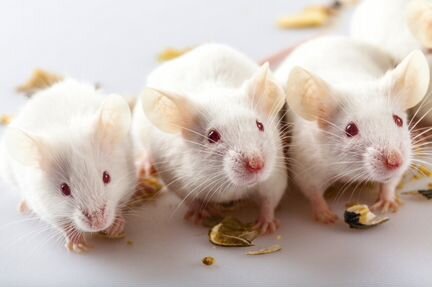 Мыши кормовые-лабораторные