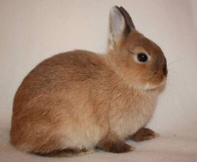 Продам карликого кролика