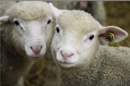 Иль-де-Франс мясные бараны, овцы