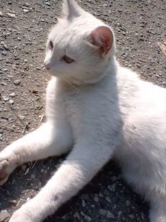 Белый котик