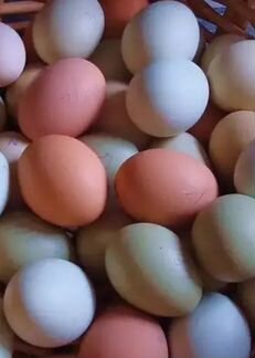 Яйцо инкубационное: розовое, голубое,зеленое