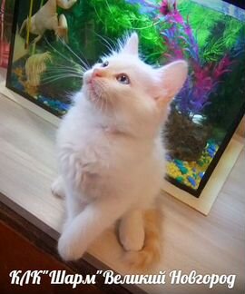 Сибирский белый котёнок