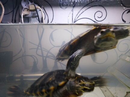 Продам аквариум с черепахами