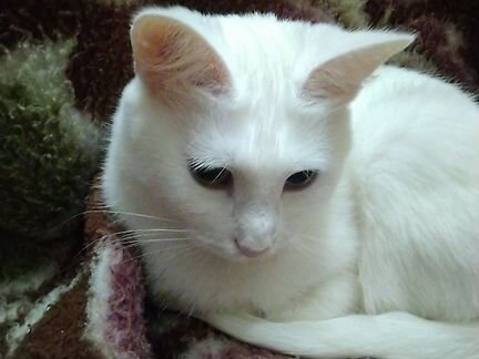 Кота белого породистого для случькии с кошкой ищу